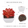 Simulated square plastic POTS for succulents are exclusively available for export Specification image